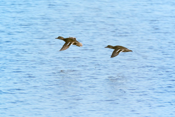 Common Teal (Anas crecca)