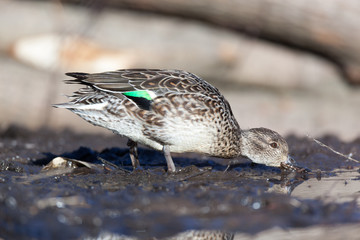 Common Teal (Anas crecca)