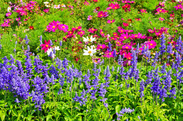 Fototapeta premium Colorful flower garden with a blurred background selective focus