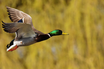 Mallard, Duck, Anas platyrhynchos