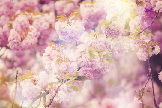 Spring Sakura dreamy background © marbenzu