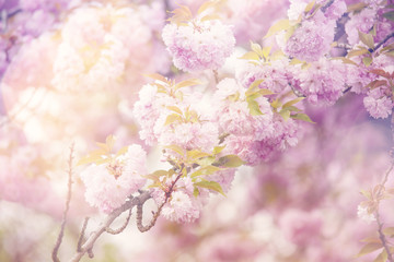 Spring Sakura dreamy background
