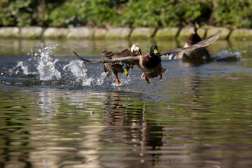 Mallard, Duck, Anas platyrhynchos