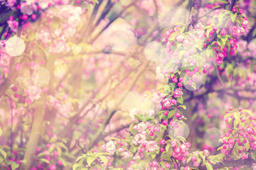 Obraz na płótnie Canvas Spring Sakura dreamy background