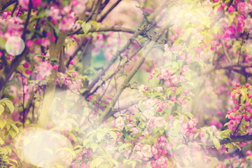 Obraz na płótnie Canvas Spring Sakura dreamy background