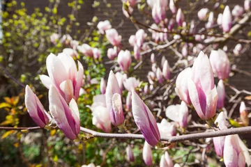 Photo sur Plexiglas Magnolia Magnolienbaum