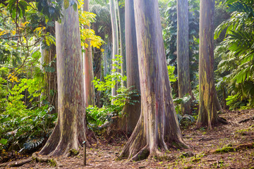 eucalyptus rainbow tree trunk
