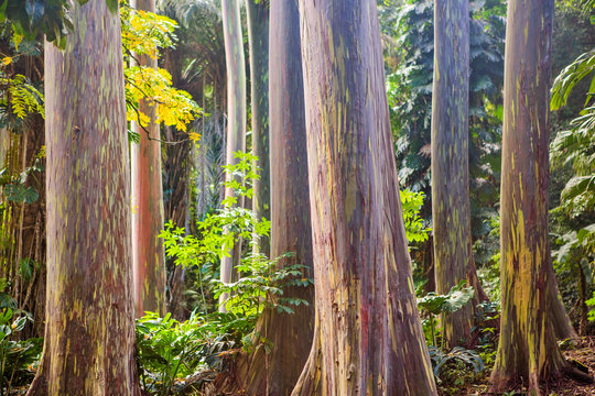 Fototapeta eucalyptus rainbow tree trunks