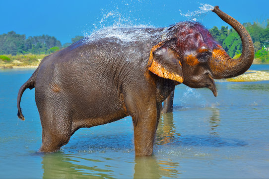 Fototapeta Cute Asian elephant blowing water out of his trunk in Chitwan N.P. Nepal