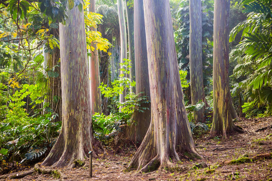 Fototapeta eucalyptus rainbow tree trunk