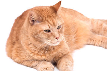 Red fat cat separated on white background