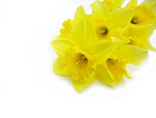 yellow daffodils in the corner on a white background