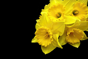 yellow daffodils in the corner on a black background