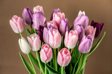 Colorful tulips close-up