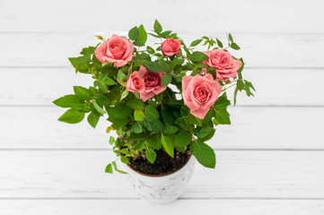 Roses in flowerpot