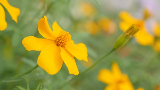 Shallow DOF orange Tagetes tenuifolia garden plants 4K 3840X2160 UltraHD slow tilt footage - Golden marigold flowers also known as signet marigold in the field 4K 2160p UHD video 