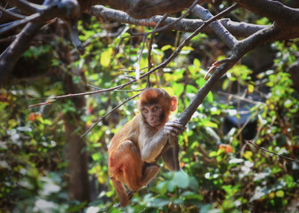 Sitting monkey on the  tree,  in Kathmandu ,Nepal