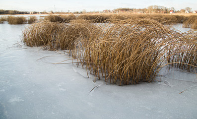 Трава на озере