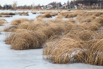 Трава на озере