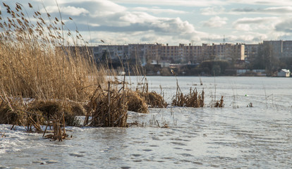 Трава на озере