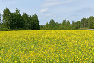 Fototapeta premium Rzepak (Brassica napus), znany jako rzepak, rzepak, rapa, rappi, rzepak (i, w przypadku jednej grupy odmian, rzepak), jest jasnożółtym kwitnącym członkiem rodziny Brassicaceae
