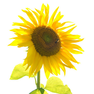 Yellow sunflower with green leaves