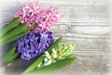 Spring flowers on a wooden board.