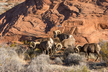 Desert Bighorn Sheep Rams