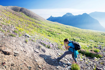 Traveler photographs flowers on mountainside .Glacier National Park, Montana, US