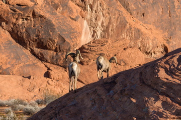 Desert Bighorn Sheep Rams