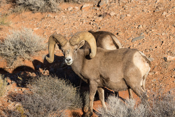 Desert Bighorn Sheep Ram