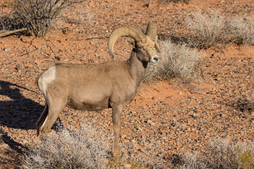 Desert Bighorn Sheep Ram