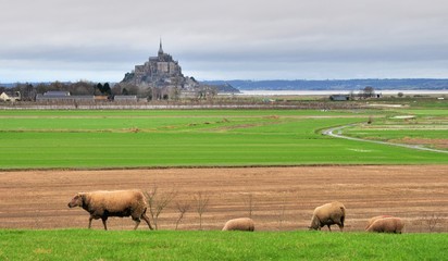 Le Mont Saint-Michel et des moutons dans la baie