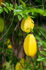 Carambola fruit hanging on a tree