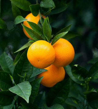 Rope Oranges Hanging On A Tree