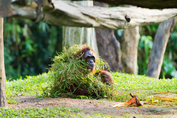 Adult orangutan (Rongo) sits under a bunch of grass and tree branches.
