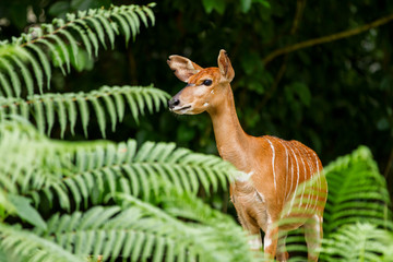 Fototapeta premium Sitatunga or marshbuck (Tragelaphus spekii) is a swamp-dwelling antelope. Female. Singapore.