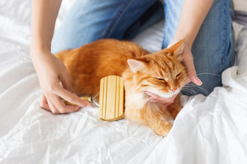 Woman combs a dozing cat's fur. Ginger cat's head lies on woman's hands.