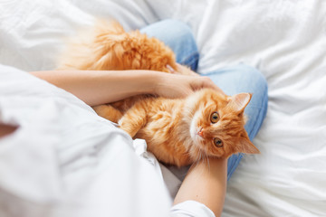 Fototapeta premium Ginger cat lies on woman's hands. The fluffy pet comfortably settled to sleep.
