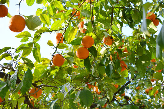 Oranges on a tree branch in sunlight rays