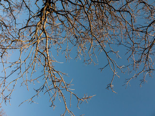 Tree Branches