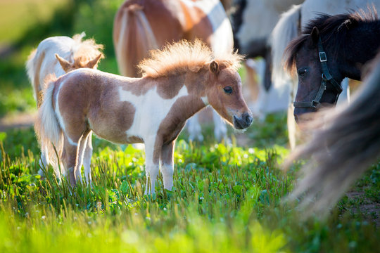 Herd of small cute horses in pasture