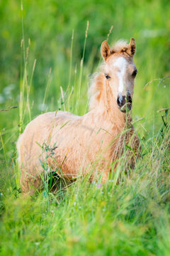 Chestnut foal on green background