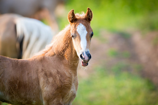 Emotion of small foal