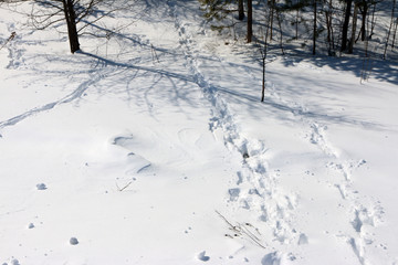 Animal track lines in the fresh March snow in the sunny forest