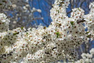 Bee gathering pollen