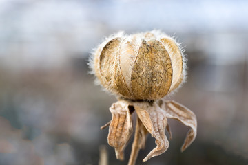 Obraz premium Closeup of dandelion seed head