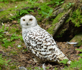 Snowy owl (Bubo scandiacus) in forest
