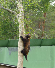 Wolverine, Gulo gulo (Gulo is Latin for 