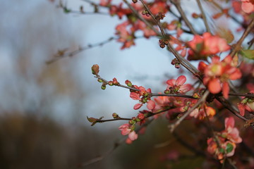 pink Japanese quince (Chaenomeles japonica)
